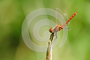 Close up of dragonfly, Vagrant darter.