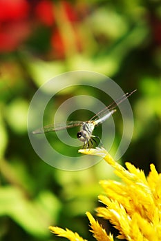 Close up dragonfly and yellow flower