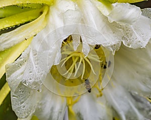 Close up of Dragonfruit Flower after the rain with waterdrops on white petals with yellow stamen and bees