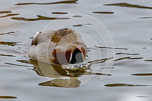 Close up of a Drake Mallard Anas platyrhynchos submerging his head under water to feed on the lake bottom.