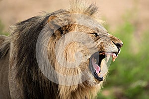 A close up dramatic profile portrait of an aggressive growling male lion