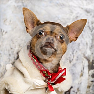 Close-up of a dressed-up Chihuahua