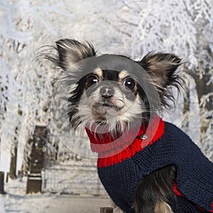Close-up of a dressed-up Chihuahua