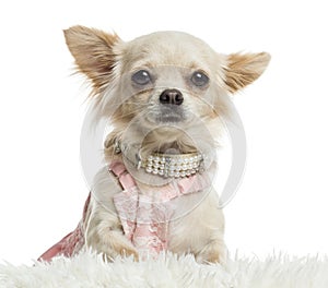 Close-up of a dressed up Chihuahua, isolated