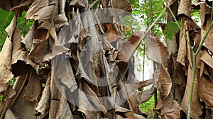 Close up dried banana leaves
