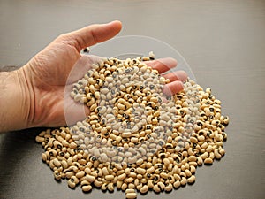 Close up of dried black-eyed peas or beans Vigna unguiculata or cowpea  in hand with brown wooden background