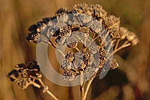 Close up of dried brown tansy flower seedpods - Tanacetum vulgare