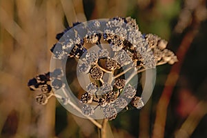 Close up of dried brown tansy flower seedpods - Tanacetum vulgare