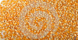 Close-up of Dried corn as background