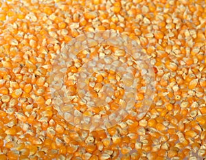 Close-up of Dried corn as background