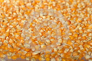 Close-up of Dried corn as background