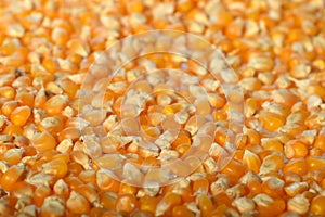 Close-up of Dried corn as background