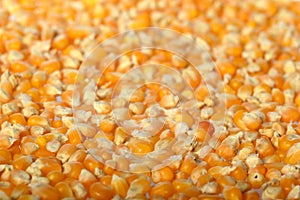 Close-up of Dried corn as background