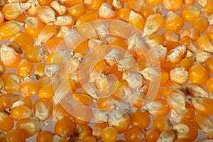 Close-up of Dried corn as background