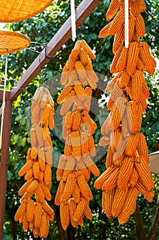Close-up of dried corn cobs drying in the countryside