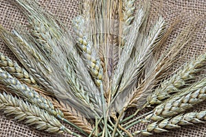 Close up of dried crops bundle on plain brown jute cloth. A mix of natural ears of rye, barley, triticale and wheat