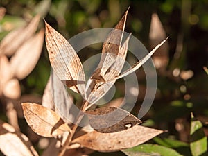 close up of dried dead brown leaf tips macro winter autumn