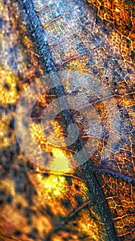 The close-up of Dried Fig Leaf