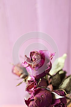 Close up dried flower dried rose.