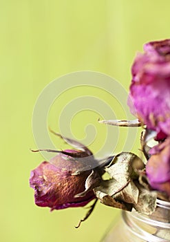 Close up dried flower dried rose