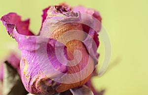 Close up dried flower dried rose
