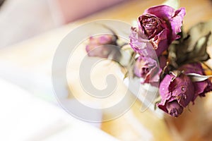 Close up dried flower dried rose