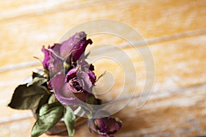 Close up dried flower dried rose