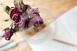 Close up dried flower rose