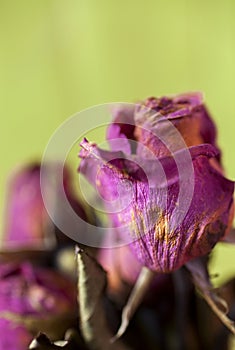 Close up dried flower rose dried