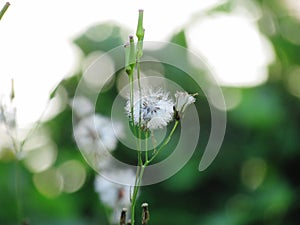 Close up Dried flowers field in nature background. Chromolaena o