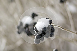 Close-up of dried frozen bunch of bright ripe dark blue berries