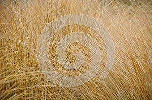 Close up dried grasses in forest, nature abstract background