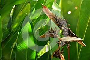 Close up Dried Heliconia Flowers with green leaves