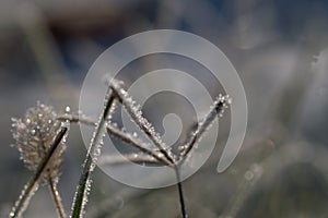 Close-up of dried herbs plants weeds covered with frost