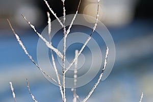 Close-up of dried herbs plants weeds covered with frost