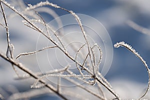 Close-up of dried herbs plants weeds covered with frost