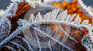 A close-up of a dried leaf