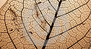 Close-up of a dried leaf showcases