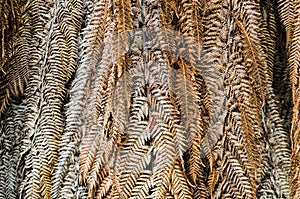 Close up dried leaves of palm tree, nature abstract background