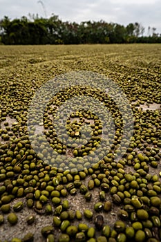 Close-Up of Dried Mung Beans Spread for Drying, Creating a Textured Pattern
