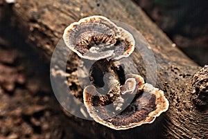 Close up dried mushroom at tree trunk