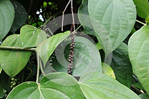 Close up of a dried out black pepper seeds cluster hanging on the black pepper vine