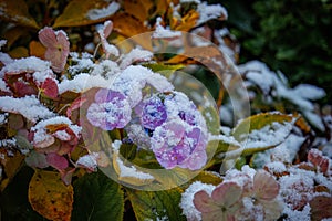 Close up of dried out colorful hydrangea flowers covered with snow