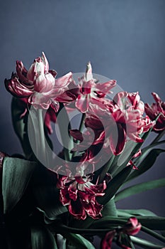 Close up of dried parrot tulips.