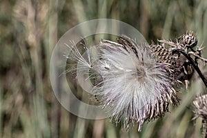 Close up of dried purple thistle flower feather, flying seed ready for dispersal, thistledown.