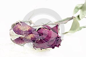 Close up of dried rose flower head