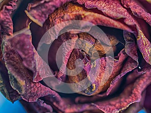 Close up dried rose flower