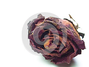 Close up dried rose flower head , blossom petal.