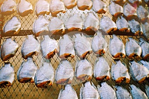 Close up Dried salted snake skin gourami fish for sale at thai market with sunlight