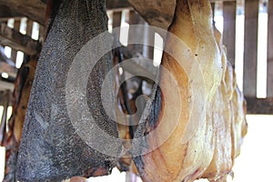 Close-up of dried shark meat, HÃ¡karl, Iceland